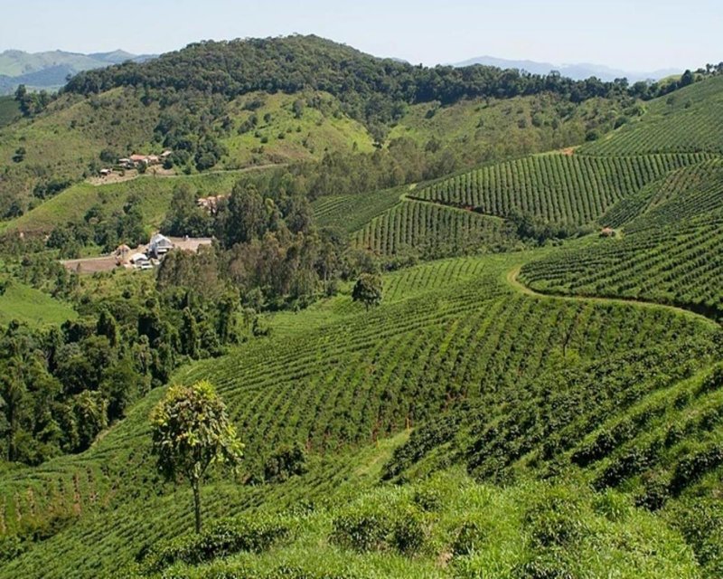 FAZENDA COM 110 HECTARES NA REGIÃO CAMBUQUIRA/MINAS GERAIS - CAMBUQUIRA - 