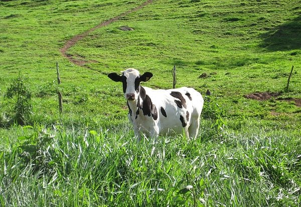 FAZENDA COM 110 HECTARES NA REGIÃO CAMBUQUIRA/MINAS GERAIS - CAMBUQUIRA - 