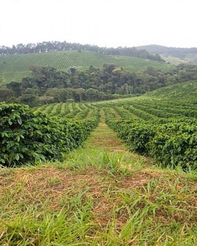 FAZENDA COM 110 HECTARES NA REGIÃO CAMBUQUIRA/MINAS GERAIS - CAMBUQUIRA - 