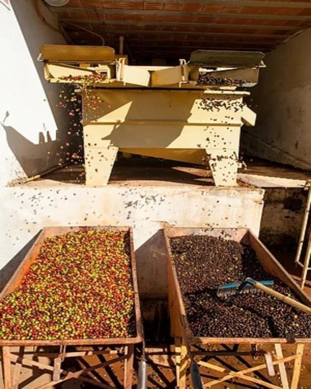 FAZENDA COM 110 HECTARES NA REGIÃO CAMBUQUIRA/MINAS GERAIS - CAMBUQUIRA - 