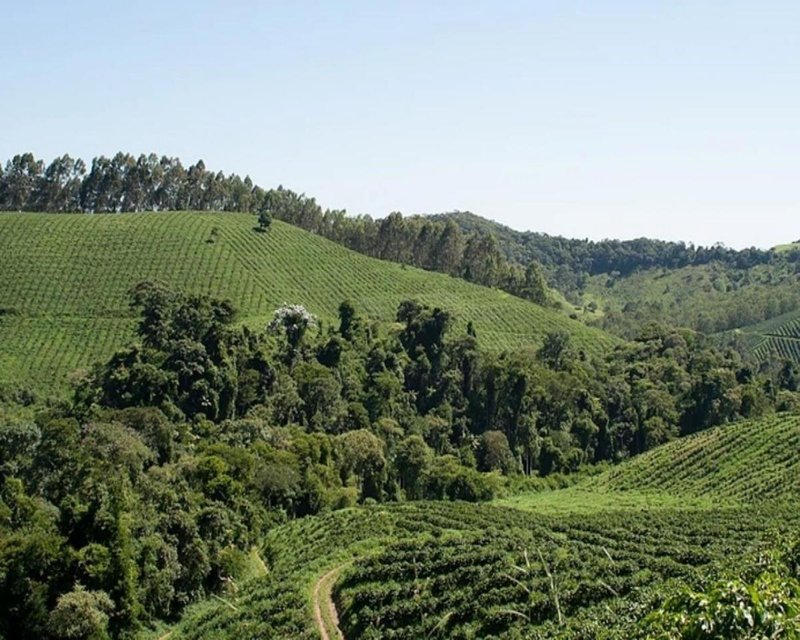 FAZENDA COM 110 HECTARES NA REGIÃO CAMBUQUIRA/MINAS GERAIS - CAMBUQUIRA - 
