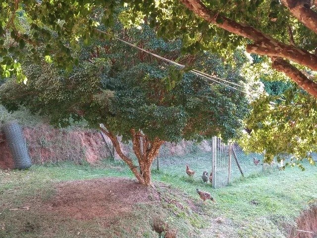 SÍTIO COM 3.8 HECTARES NA REPRESA DE SANTA BRANCA/SÃO PAULO - SANTA BRANCA - 