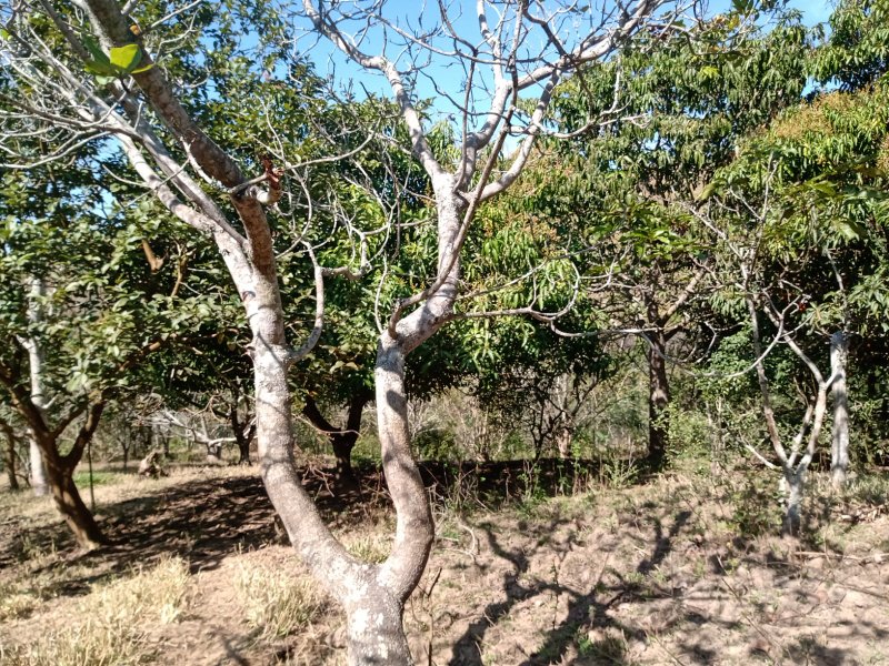 SÍTIO COM 2.68 ALQUEIRES EM SÃO JOSÉ DOS CAMPOS/SÃO PAULO - São José dos Campos - 
