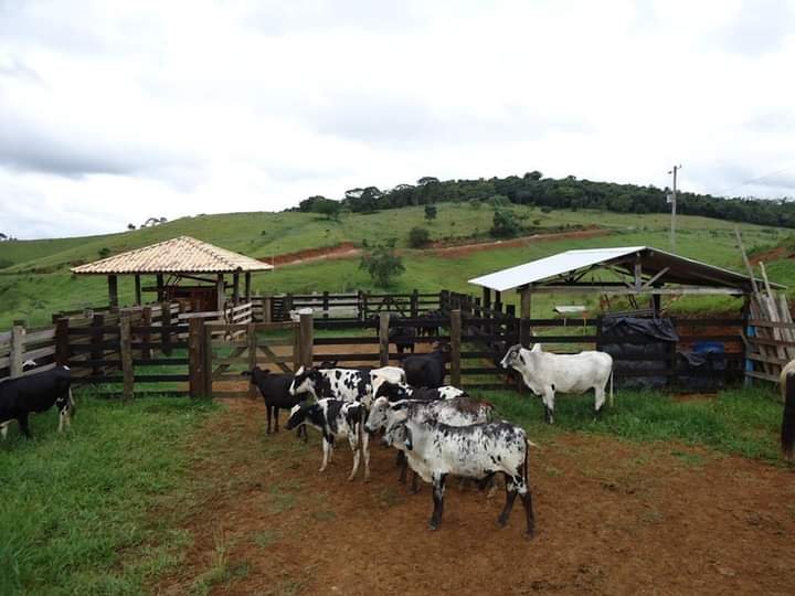 FAZENDA DE 40 ALQUEIRES NA REGIÃO DE LAGOINHA/SÃO PAULO - LAGOINHA - 