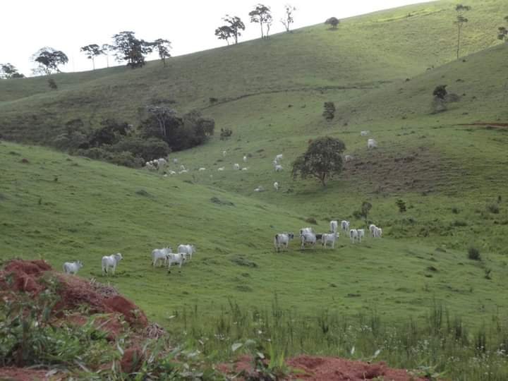 FAZENDA DE 40 ALQUEIRES NA REGIÃO DE LAGOINHA/SÃO PAULO - LAGOINHA - 