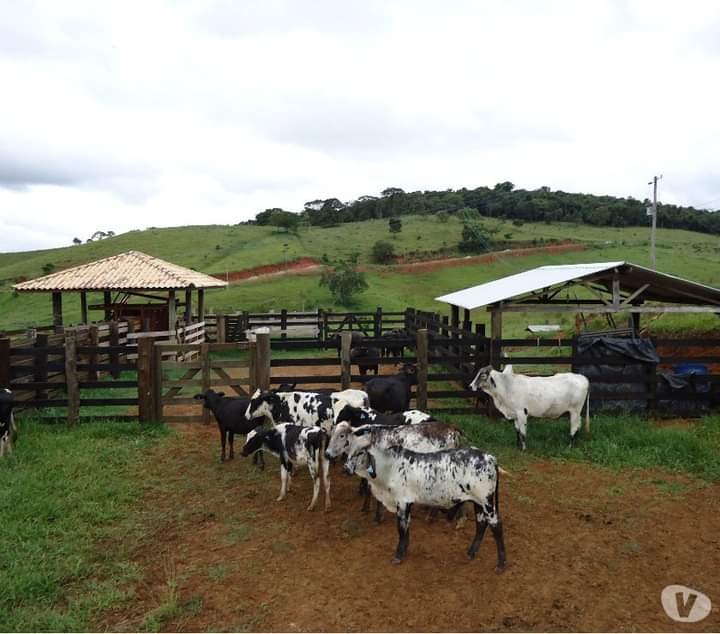 FAZENDA DE 40 ALQUEIRES NA REGIÃO DE LAGOINHA/SÃO PAULO - LAGOINHA - 
