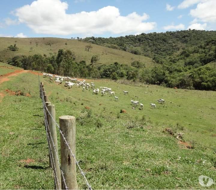 FAZENDA DE 40 ALQUEIRES NA REGIÃO DE LAGOINHA/SÃO PAULO - LAGOINHA - 