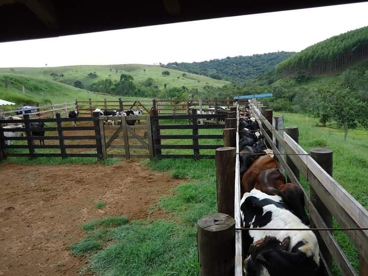 FAZENDA DE 40 ALQUEIRES NA REGIÃO DE LAGOINHA/SÃO PAULO - LAGOINHA - 