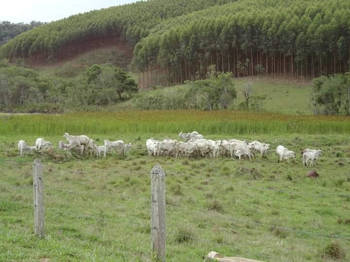 FAZENDA DE 40 ALQUEIRES NA REGIÃO DE LAGOINHA/SÃO PAULO - LAGOINHA - 