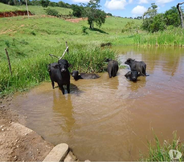 FAZENDA DE 40 ALQUEIRES NA REGIÃO DE LAGOINHA/SÃO PAULO - LAGOINHA - 