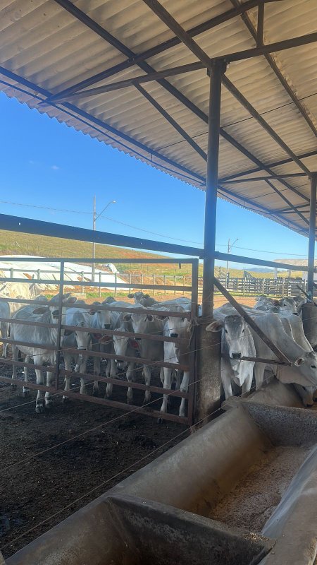 FAZENDA COM 106 ALQUEIRES NA REGIÃO DE SÃO JOSÉ DOS CAMPOS/SÃO PAULO - São José dos Campos - 