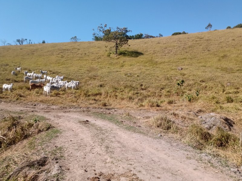 ÁREA RURAL DE 37 ALQUEIRES EM PARAIBUNA/SÃO PAULO - Paraibuna - 
