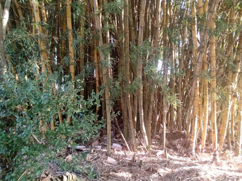 SÍTIO COM 6 ALQUEIRES EM CAÇAPAVA/SÃO PAULO - Caçapava - 