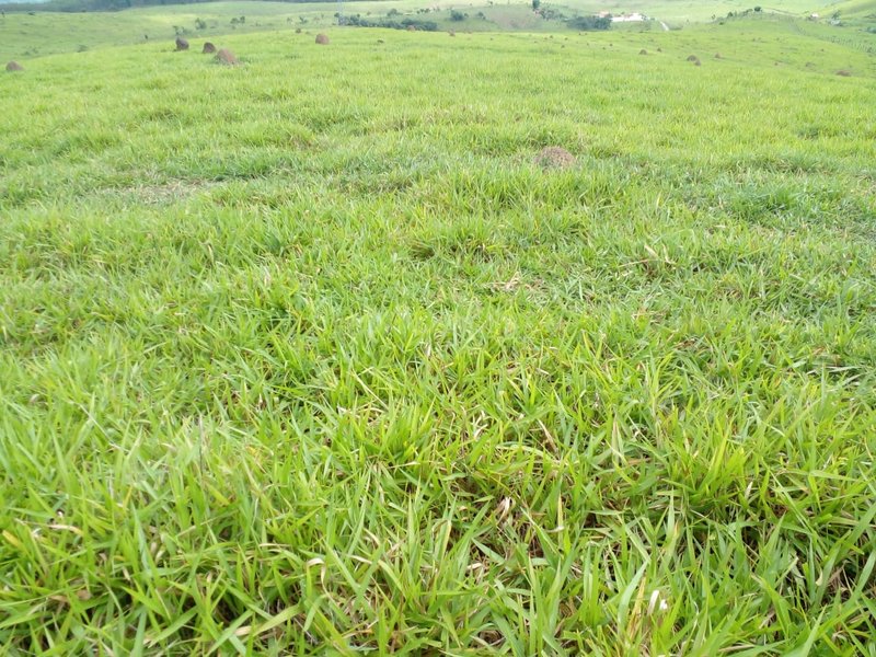 FAZENDA COM 54 ALQUEIRES EM SÃO LUIZ DO PARAITINGA/SÃO PAULO - SAO LUIS DO PARAITINGA - 