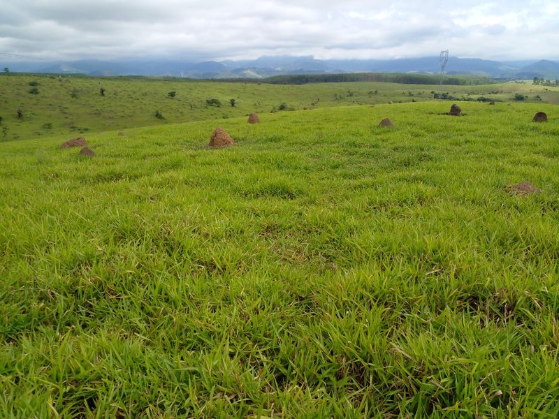 FAZENDA COM 54 ALQUEIRES EM SÃO LUIZ DO PARAITINGA/SÃO PAULO - SAO LUIS DO PARAITINGA - 