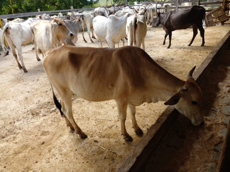 FAZENDA COM 54 ALQUEIRES EM SÃO LUIZ DO PARAITINGA/SÃO PAULO - SAO LUIS DO PARAITINGA - 