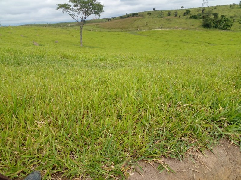 FAZENDA COM 54 ALQUEIRES EM SÃO LUIZ DO PARAITINGA/SÃO PAULO - SAO LUIS DO PARAITINGA - 