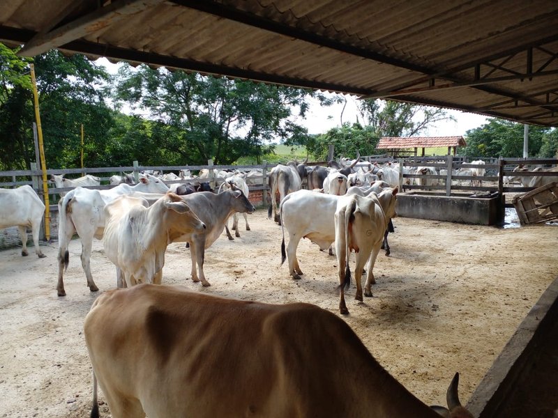 FAZENDA COM 54 ALQUEIRES EM SÃO LUIZ DO PARAITINGA/SÃO PAULO - SAO LUIS DO PARAITINGA - 