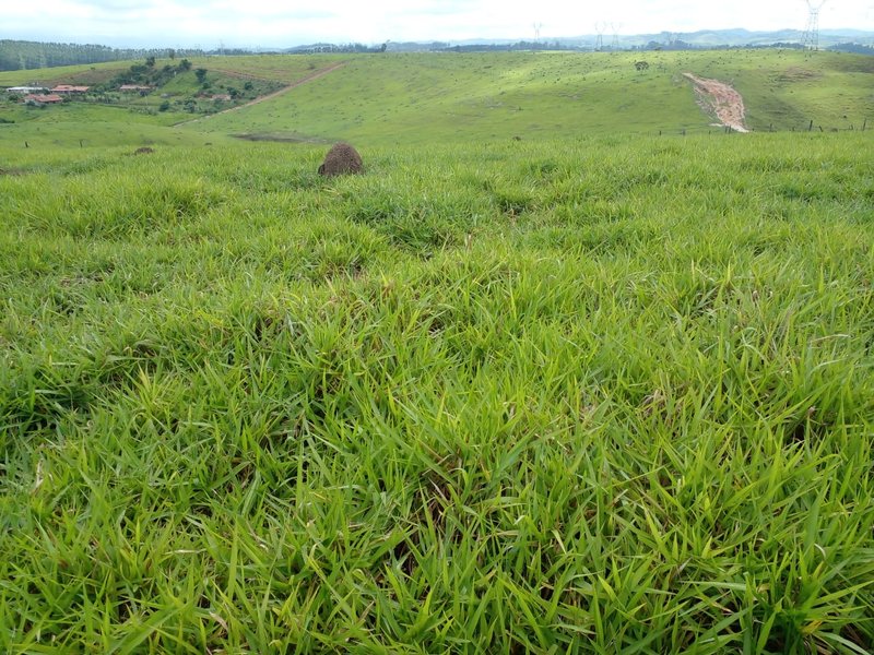 FAZENDA COM 54 ALQUEIRES EM SÃO LUIZ DO PARAITINGA/SÃO PAULO - SAO LUIS DO PARAITINGA - 