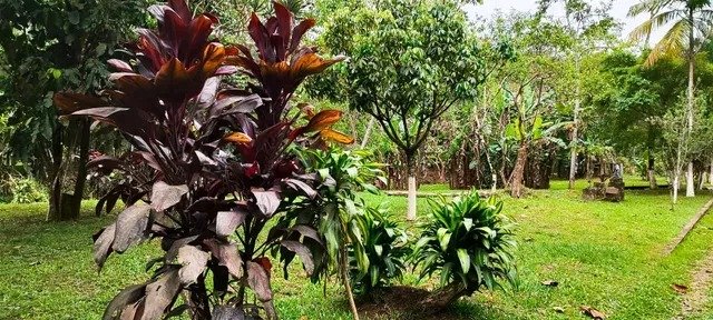 CHÁCARA COM 5.500 METROS EM PINDAMONHAMGABA/SÃO PAULO - Pindamonhangaba - 